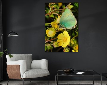 Green butterfly on yellow flower, Greenfly on creeping geese by Martin Stevens