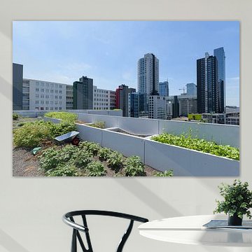 Dakakker Rotterdam Zentrum, Südholland, Niederlande