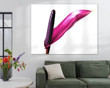 Anthurium sur Jessica Berendsen