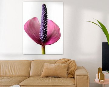 Anthurium von Jessica Berendsen