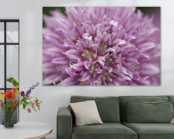 Allium or ornamental onion by Cora Unk