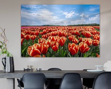 Tulpenveld in Drenthe.  von Rens Zwanenburg