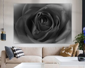 A rose in black and white