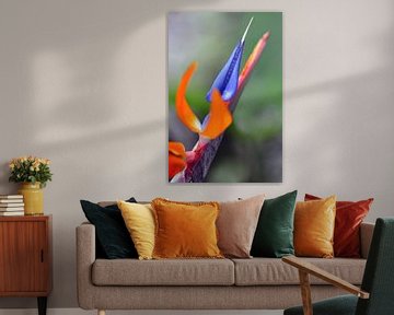 Bird of paradise flower by Paula van der Horst