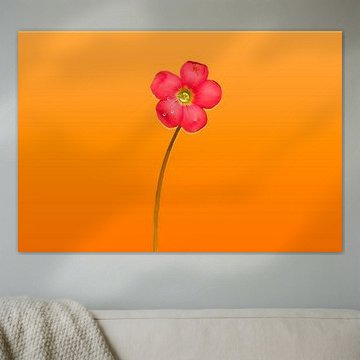 KLAVERTJE-4 IN BLOEI - ORANGE (2016)