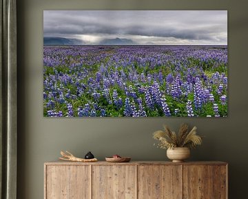 Veld van lupine bloemen op IJsland van Daan Kloeg