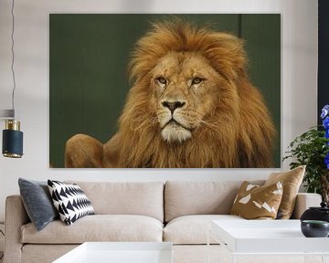 Lion or Panthera leo by Cora Unk