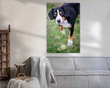 Miko, onze -jarige Entlebucher Sennenhond