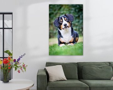 Miko, onze 3-jarige Entlebucher Sennenhond