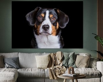Miko, onze 3-jarige Entlebucher Sennenhond