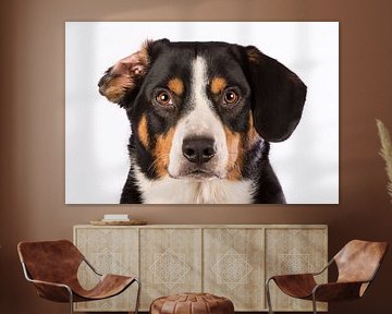 Miko, onze 3-jarige Entlebucher Sennenhond by Sven Olaerts