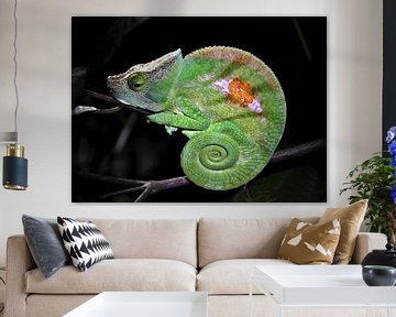 Parsons chameleon