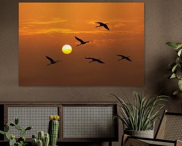 Kranichvögel in einem Sonnenuntergang von Sjoerd van der Wal