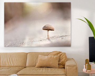 Een paddenstoeltje in het eerste zonlicht van de dag van Fotografie Krist / Top Foto Vlaanderen
