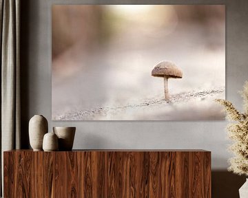 Een paddenstoeltje in het eerste zonlicht van de dag von Fotografie Krist / Top Foto Vlaanderen