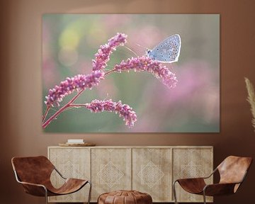Butterfly on pink  by Judith Borremans