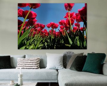 Les tulipes d'en bas sur Sjoerd van der Wal Photographie