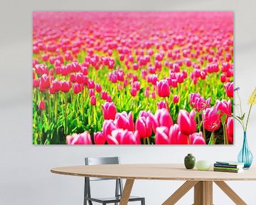 Tulipes roses en fleurs sur Sjoerd van der Wal Photographie
