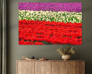 Tulpen in rood wit en paars