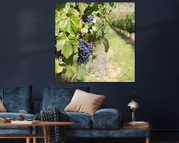 Druiven aan wijnstok Frankrijk by Tess Smethurst-Oostvogel