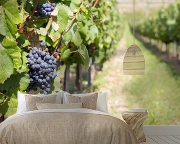 Druiventak wijngaard Frankrijk