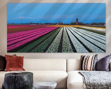 Tulpen bij Oude Tonge