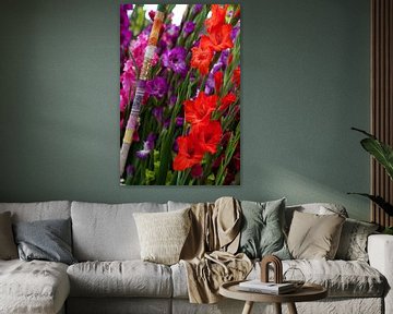 Schöne rote und lila Gladiolen