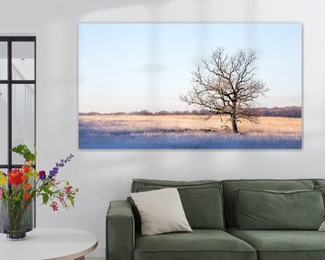 single leafless tree in the middle of a field lit by the morning von Marc Goldman