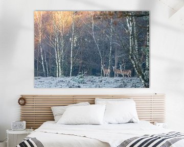 Three deer at the edge of the forest sur Marc Goldman