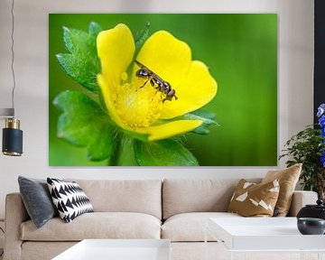 closeup of an insect on a buttercup against a green background by Marc Goldman