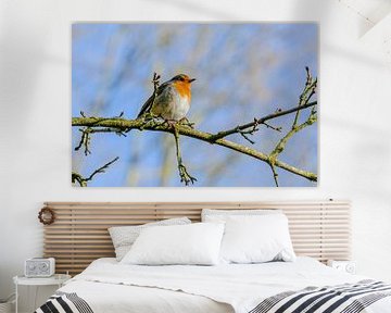 Robins, Erithacus rubecula by Martin Stevens