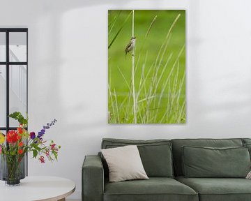 singing reed warbler Acrocephalus schoenobaenus in North Holland, Netherlands by Martin Stevens