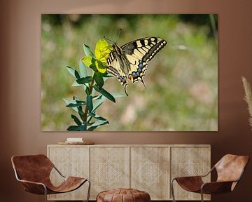 Papillon : Queen's page, Papilio machaon. sur Martin Stevens