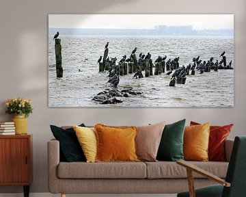 Cormorans dans le Barther Bodden - Mer Baltique sur Gisela Scheffbuch