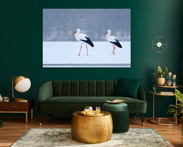 2 White Storks standing on ice during snow