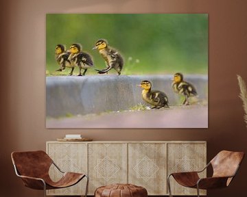 Jumping young ducklings by Remco Van Daalen