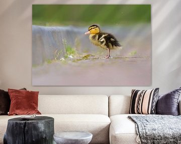 Dreamy baby duckling by Remco Van Daalen