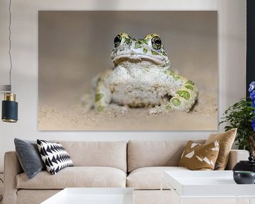 Green toad by Douwe Schut