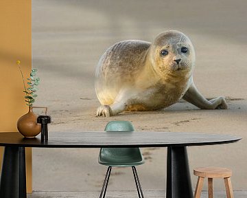 Sad Common Seal by Remco Van Daalen