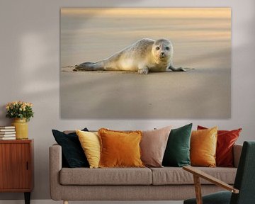 Shy Common Seal by Remco Van Daalen