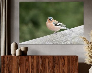 Vink van Paul Glastra Photography