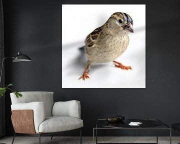 Portret van een huismus ( passer domesticus) van Harrie Muis