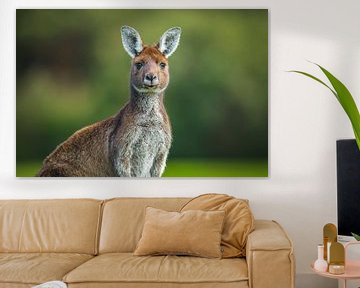 Portrait of a Western Grey Kangeroo sur Chris Stenger