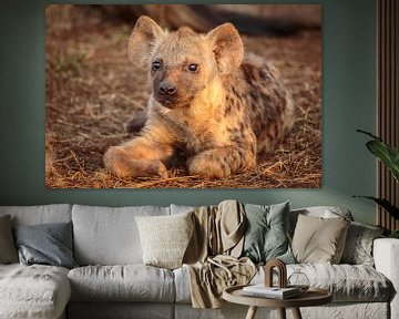Portrait d'une jeune hyène tachetée sur Chris Stenger