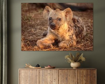 Portret van een jonge Gevlekte hyena van Chris Stenger