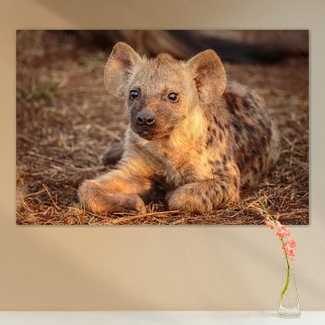 Portrait d'une jeune hyène tachetée sur Chris Stenger