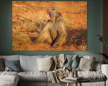 Yawning Chacma Baboon in morning light by Chris Stenger