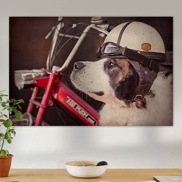 Sint Bernard - Nozem von Leora Kalisvaart