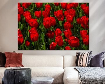 Tulpen by Bertram Bergink