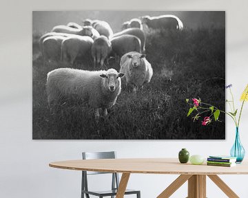 Schapen in Herpenduin von Jeffrey Van Zandbeek